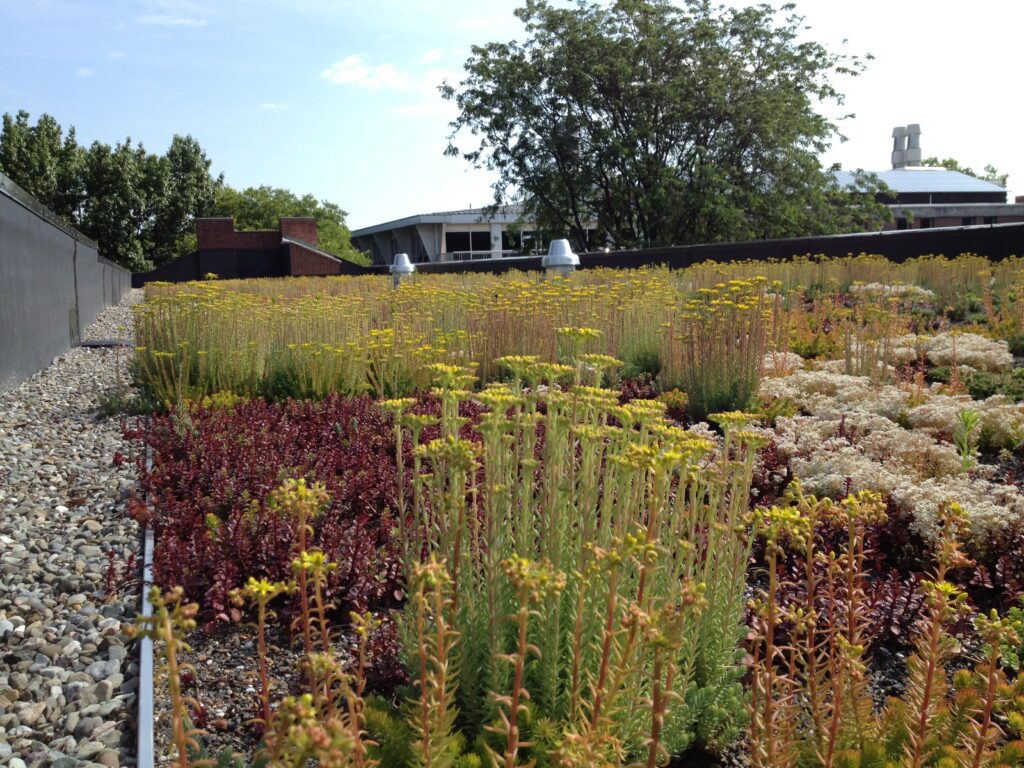 Green roofs vs. blue roofs